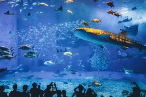 [오키나와]오키나와 조이 패스 + 오키나와 츄라우미 수족관 입장권