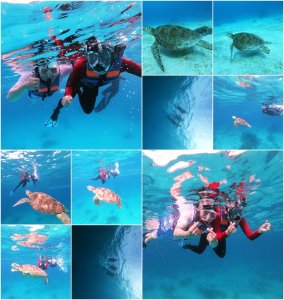 [보홀] 발리카삭&버진 아일랜드 단독 호핑투어 (고프로촬영+돌핀와칭+거북이와칭스노쿨링)