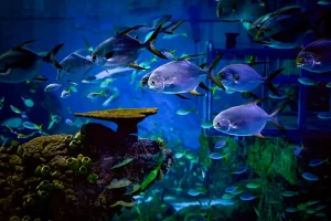 [발리] 마린 사파리 티켓