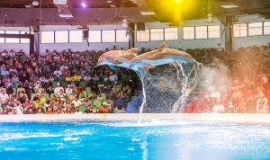  두바이 돌고래 수족관