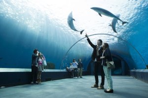 요코하마 핫케이지마 씨파라다이스 아쿠아리움 