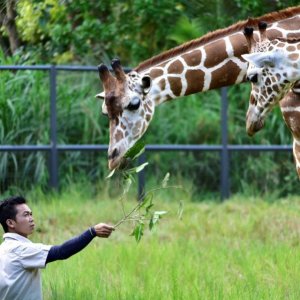 [세부] 사파리 데이 & 체크아웃 투어