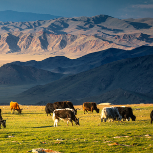 [몽골]중부몽골 힐링 코스(4박5일)