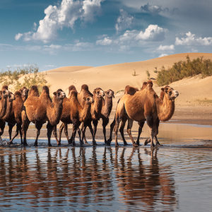 [몽골] 중부몽골 정복 코스(4박5일)