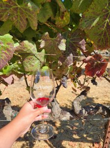 (샌프란시스코 출발) 나파, 소노마 밸리 와인 테이스팅 투어