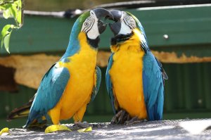 (열대 북부 퀸즐랜드 야생 동물 명소) 버드월드 쿠란다