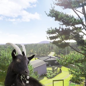 [제주] 편백포레스트 체험목장