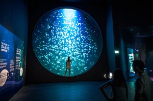 콤보: 싱가포르 오셔너리움 + 가든스 바이 더 베이 티켓