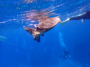 [오키나와](나하출발/영어대응)케라마3대포인트 종일 스노클링