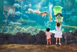 하노이 빈펄 아쿠아리움 타임즈 시티 입장권