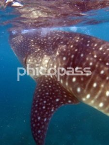 [세부] 오슬롭 고래 상어 투어 & 가와산 캐녀닝