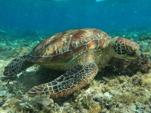  [보홀] 스타인 발리카삭 호핑투어 (돌핀왓칭, 거북이스노클링)