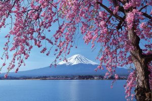 [도쿄](카와구치코 투어]) 후지산의 절경과 아름다운 호수주변의 자연을 체험하기! 2명부터가능~