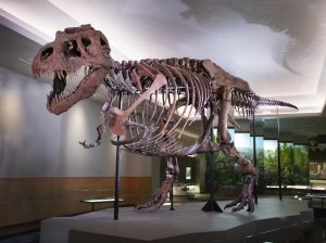 시카고 필드 자연사 박물관 입장권