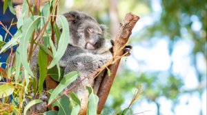 [봄맞이 할인 프로모션] 드림월드 골드코스트 티켓 