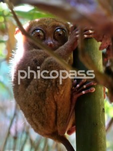 [세부] 세부 출발 필리핀의 제주도 보홀 데이 투어