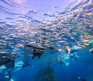 [보홀트래블] 나팔링 투어 (수중촬영,픽드랍,단독투어,전담가이드)