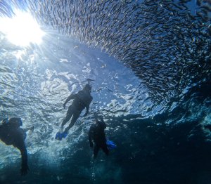 [보홀트래블] 보홀 발리카삭+나팔링 투어 (수중촬영,픽드랍,단독투어,전담가이드)