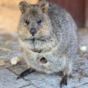 (전일) 로트네스트 아일랜드 베이시커 패키지 + 왕복 페리 탑승