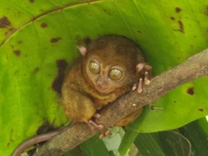 [보홀] 육상데이투어