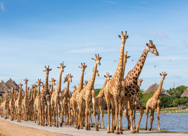 (한국어가이드) 방콕 사파리 월드 단독 투어