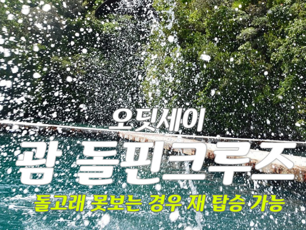 [괌] 돌핀 크루즈 돌고래왓칭