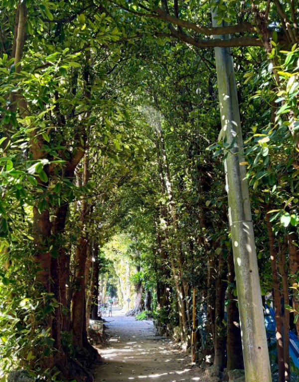 비세마을 후쿠기 가로수길