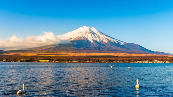 (한국어 가이드) 후지산 포토 스팟 일일 버스 투어 D코스