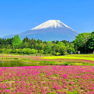[도쿄] 후지산 하코네 및 미술관 코스