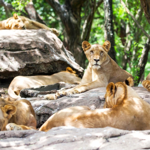 (한국어가이드) 방콕 사파리 월드 단독 투어