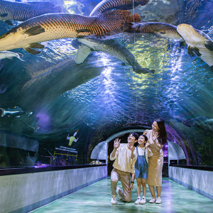 [일산] 아쿠아플라넷 입장권(1/1~1/31)