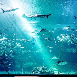 아쿠아플라넷 제주 입장권 & 늦은오후권 (26.02월)