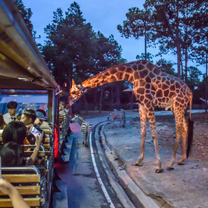 [치앙마이] 사파리 입장권