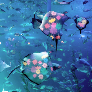 아쿠아플라넷 제주 입장권 & 늦은오후권 (25.12월)