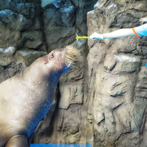 [일산] 아쿠아플라넷 입장권(1/1~1/31)