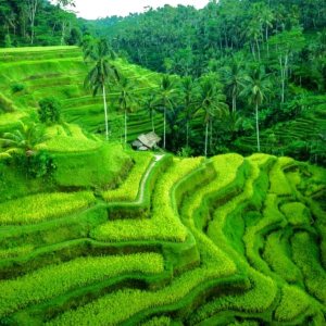 (한국어가이드) 발리 우붓 단독 투어 & 공항 샌딩