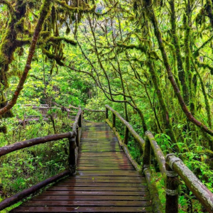 (한국어가이드) 치앙마이 도이인타논 국립공원 트레킹 단독 투어