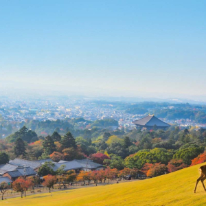 [교토] 나라 교토 1일 버스투어 한국인 가이드