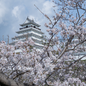 [규슈] 조이 패스