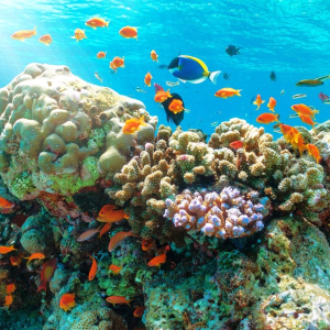 (한국어가이드) 나트랑 스노클링 일일 단독 투어