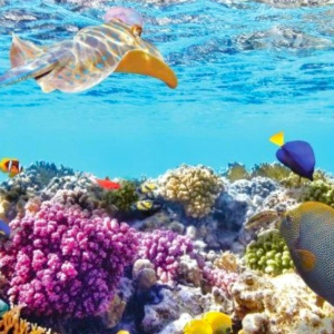 (한국어가이드) 나트랑 스노클링 일일 단독 투어