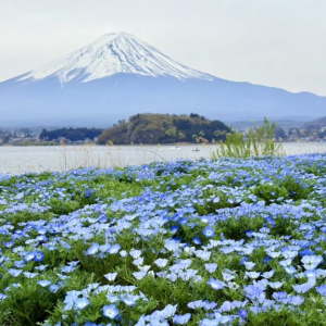 [도쿄] 후지산 하코네 및 미술관 코스