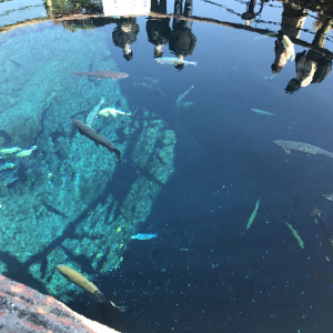 [도쿄] 후지산 하코네 및 미술관 코스