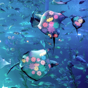 아쿠아플라넷 제주 입장권 & 늦은오후권 (26.02월)