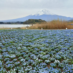 [도쿄] 후지산 하코네 및 미술관 코스