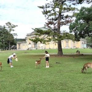 [교토] 나라 교토 1일 버스투어 한국인 가이드