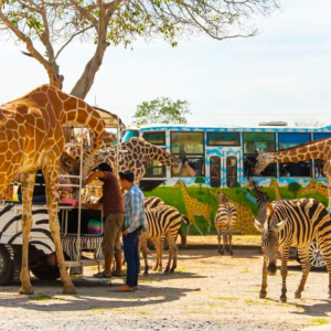 (한국어가이드) 칸차나부리 사파리파크 + 에라완국립공원 + 콰이강의다리 + 미나카페 단독 투어