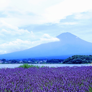[도쿄] 후지산 하코네 및 미술관 코스