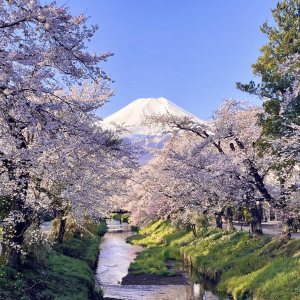 [도쿄] 후지산 하코네 및 미술관 코스