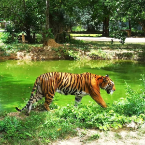 (한국어가이드) 칸차나부리 사파리파크 + 에라완국립공원 + 콰이강의다리 + 미나카페 단독 투어